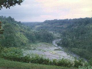  [Pic: Ricefields in Valey] 