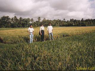 [Picture: Mum in ricefield] 