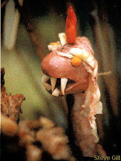 [Picture: Snake head] 